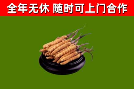 锡林郭勒盟回收冬虫夏草